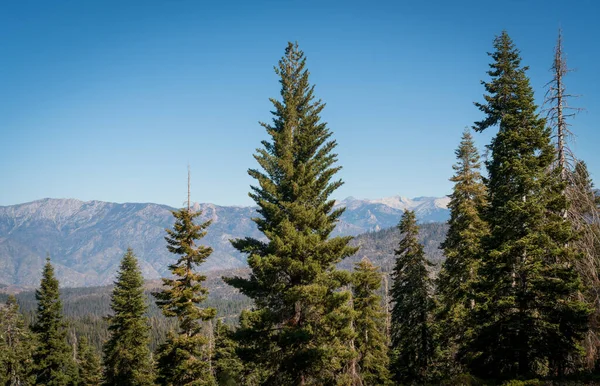 Δέντρα και οροσειρά στο Εθνικό Μνημείο Giant Sequoia — Φωτογραφία Αρχείου