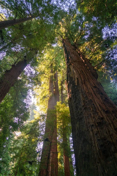 Henry Cowell Redwood Eyalet Parkı 'ndaki ağaç tepe örtüsü