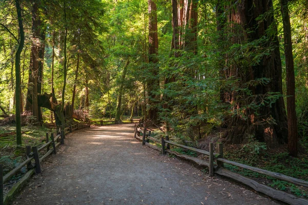 Henry Cowell Redwood Eyalet Parkı 'nda Çamların Arasında Patika