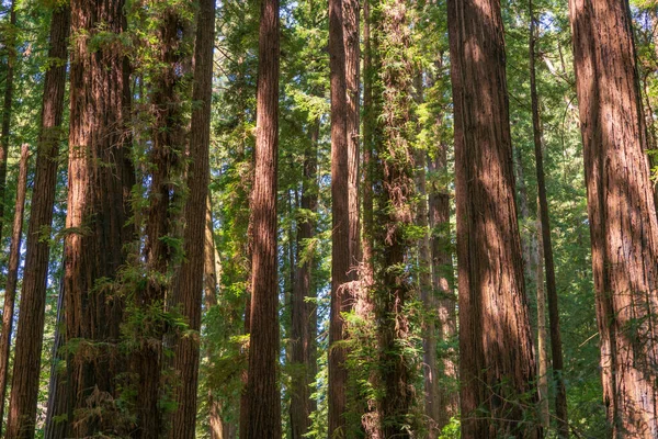 Luz a través del bosque en Henry Cowell Redwoods State Park —  Fotos de Stock