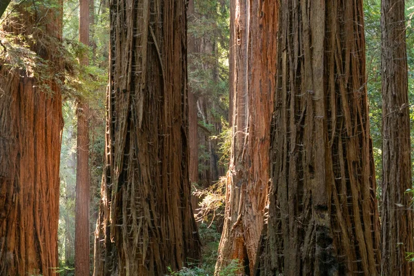 Luce attraverso la foresta a Henry Cowell Redwoods State Park — Foto Stock