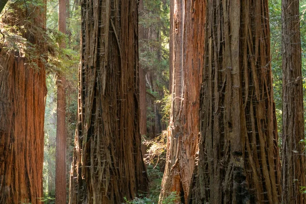 Light Through the Forest di Henry Cowell Redwoods State Park — Stok Foto