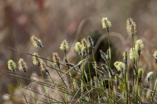 Cotone erba vaginale — Foto Stock