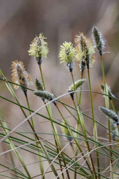 Бавовна трава піхви — стокове фото