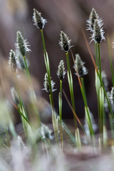 Бавовна трава піхви — стокове фото