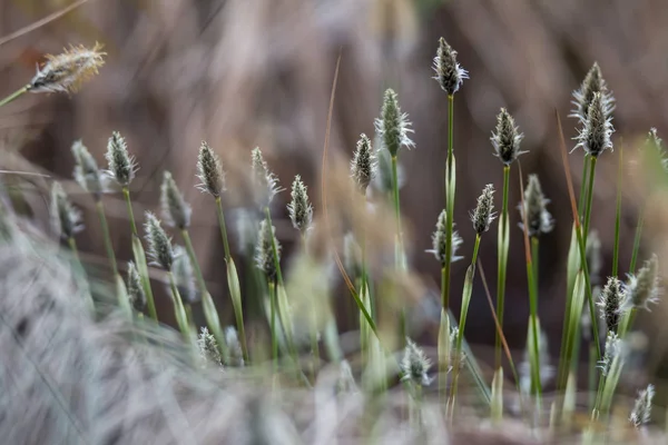 Cotone erba vaginale — Foto Stock