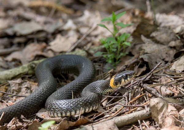 Grass snake in the spring fores — Stock Photo, Image