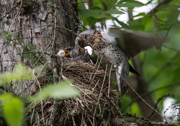 Ouzel alimentation poussins — Photo