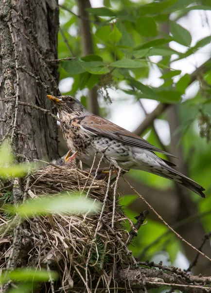 巢与小鸡 Fieldfare — 图库照片