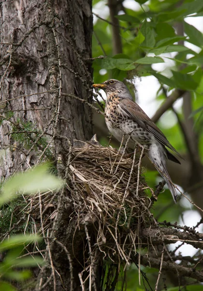 巢与小鸡 Fieldfare — 图库照片