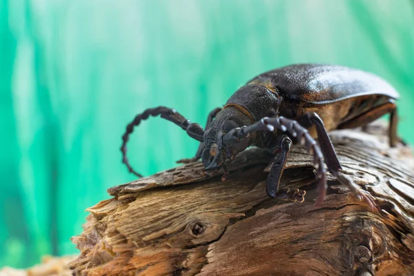 Holzfällerkäfer auf Kiefernzweig lizenzfreie Stockfotos