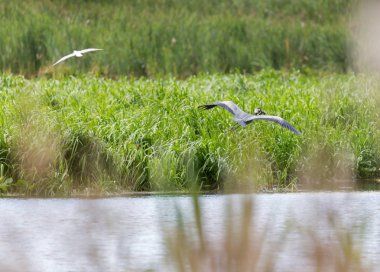Sonbahar sahne Nehri üzerinde