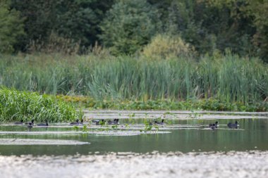 Yaban ördeği sürüsü