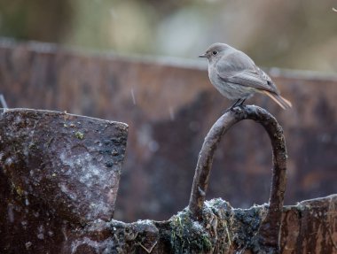 Kadın siyah kızılkuyruk