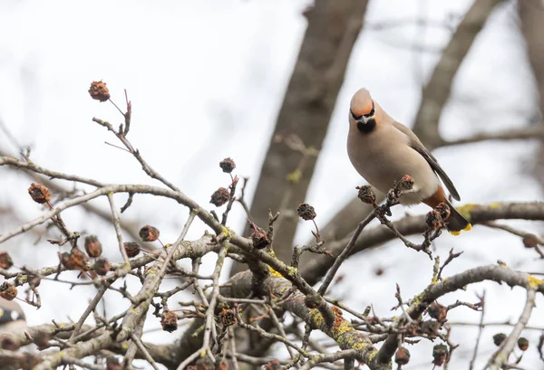 Waxwings na oddział — Zdjęcie stockowe