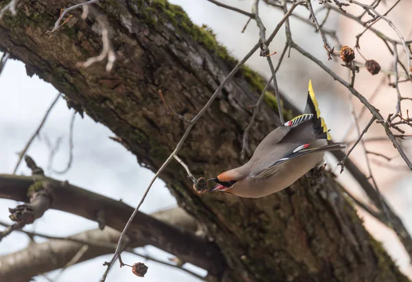 Waxwings Çince elma ağaçlarının dal — Stok fotoğraf