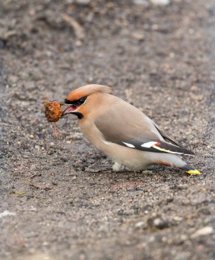 Waxwings Çince elma meyve ile