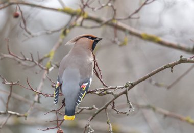 Waxwings Çince elma ağaçlarının dal