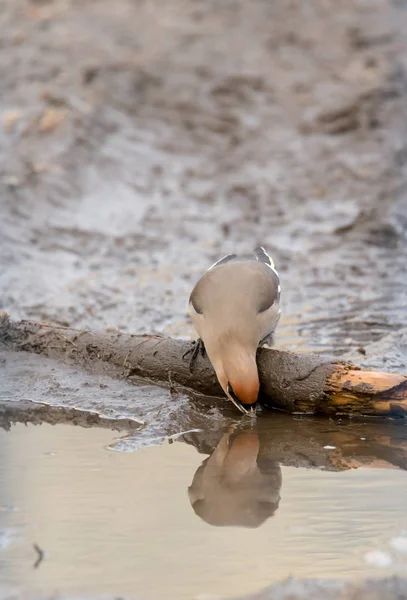 Cera bebe água de uma poça urbana — Fotografia de Stock