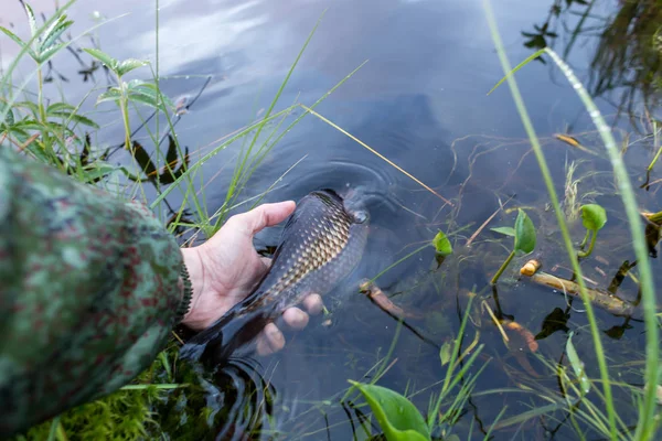 Meyve havuz balığı