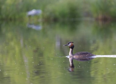 büyük tepeli batağan