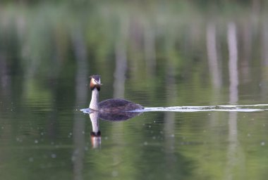 büyük tepeli batağan