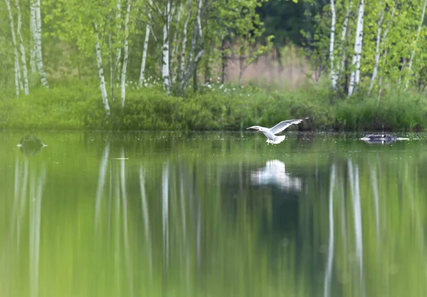 Le vol des mouettes au-dessus du lac — Photo