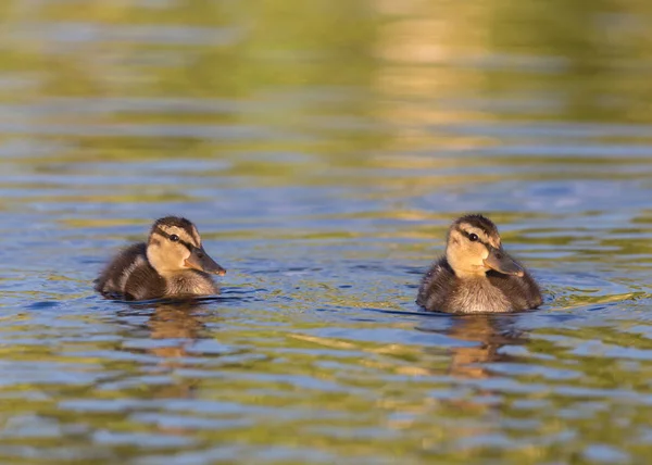 Patinhos no lago — Fotografia de Stock