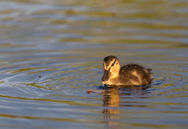 Ducklings on the lake — Stock Photo, Image