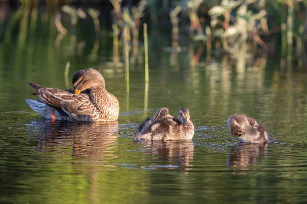 Gölde ördek yavruları — Stok fotoğraf
