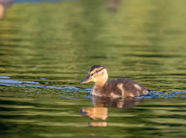 湖上的小鸭 — 图库照片