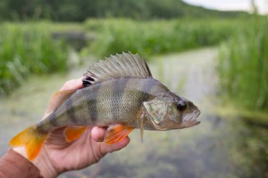 Balıkçının el ile güzel bir büyük yüzgeç levrek