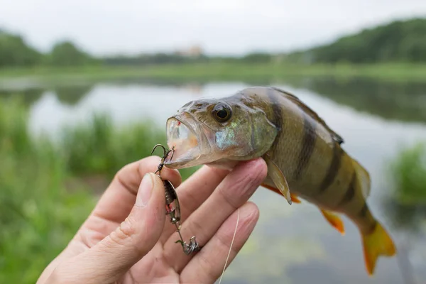 Perch striped predator