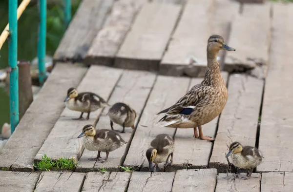 Kachňata na dřevěný most — Stock fotografie