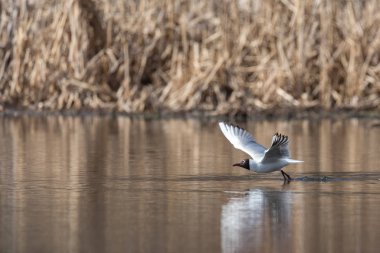 Uçuş Karabaş martı