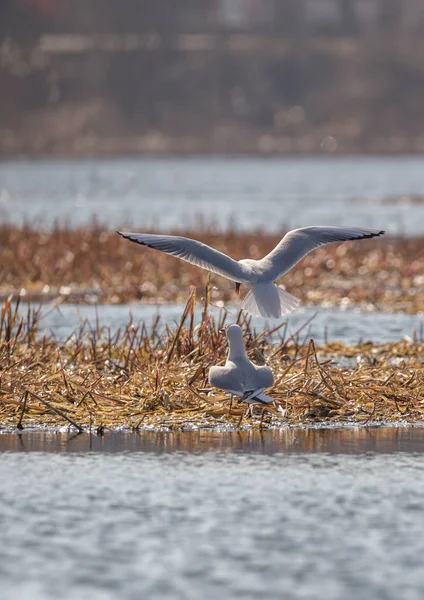 Párzás Black-headed Gull játékok — Stock Fotó