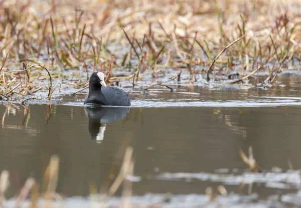 Coot nada nos arbustos — Fotografia de Stock