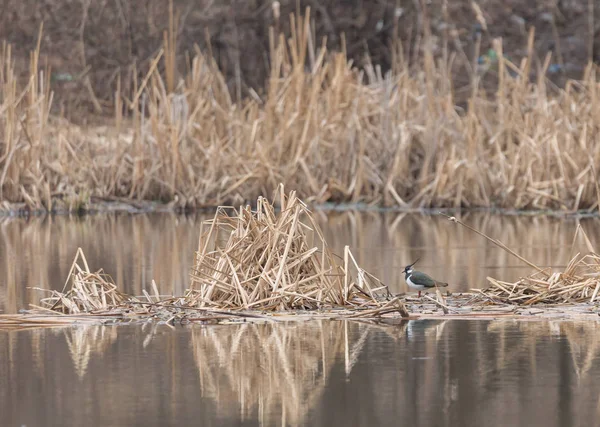 Chibis sur la rivière — Photo