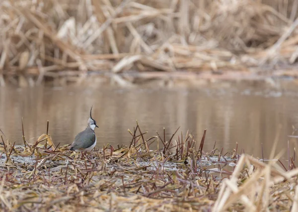 Chibis sur la rivière — Photo