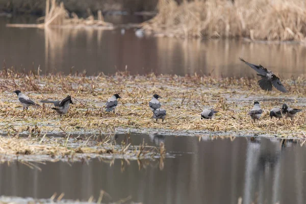 Un troupeau de corbeaux sur l'île — Photo