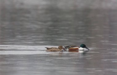 Ördekler Anas clypeata çifti