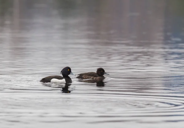 Een echtpaar van crested zwarten — Stockfoto