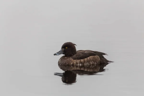 Negros de cresta hembra — Foto de Stock