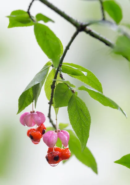 Frutta verruca euonimus — Foto Stock