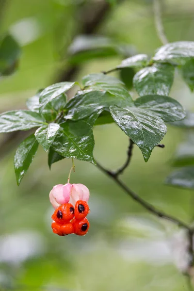 Frutos verrugosos euonymus — Foto de Stock