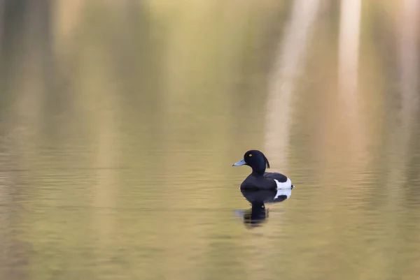 Pato copetudo en la primavera —  Fotos de Stock