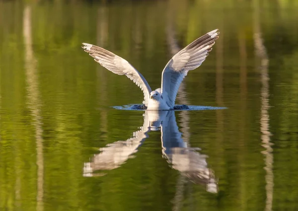 Seagull meeuw op het water — Stockfoto