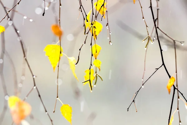 Žluté Listy Břízy Kapkami Podzimní Déšť — Stock fotografie