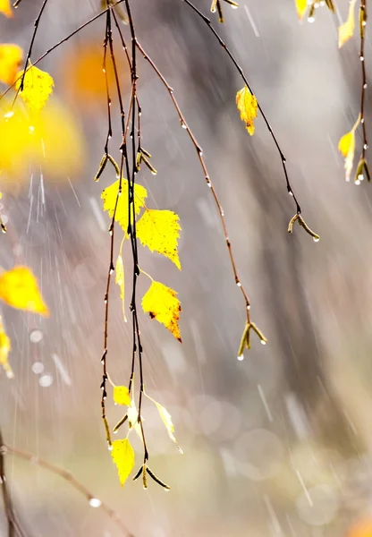 Žluté Listy Břízy Kapkami Podzimní Déšť — Stock fotografie