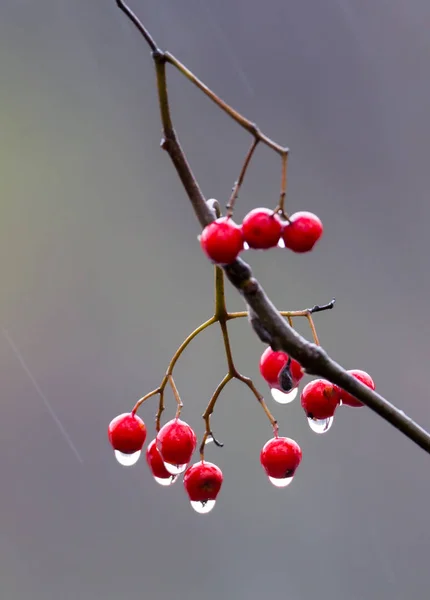 Beeren Von Roter Eberesche Mit Tropfen Vom Herbstregen — Stockfoto